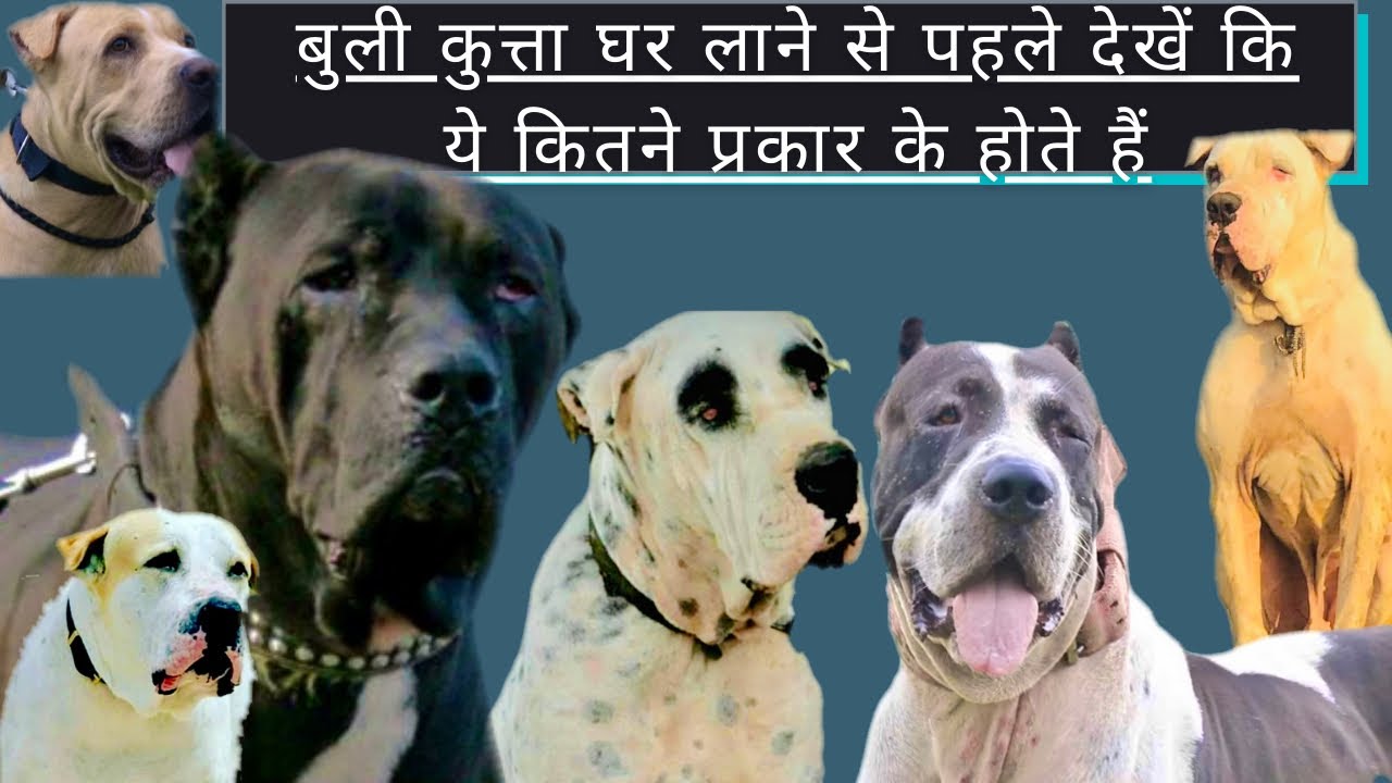 देखें बुली कुत्ता कितने प्रकार के होते हैं।Types of Bully Dog’s॥Must Watch॥Bully Kutta Import Export