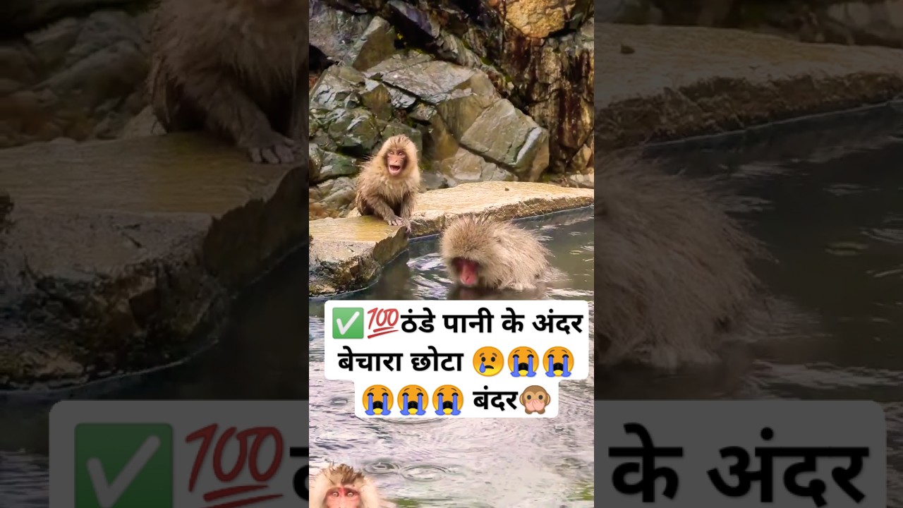 Monkey Mischief | ani ! Heartwarming Hindi 😭🦍 