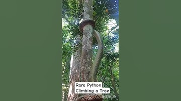 Rare Python Climbing a Tree #snake #wildlife #nature #birds #trendingshorts #shorts #plants #facts