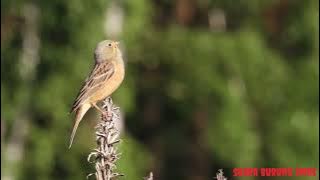 BURUNG KENARI DI ALAM LIAR FULL GACOR || burung kenari di alam liar  gacor #kenari #alam #burung