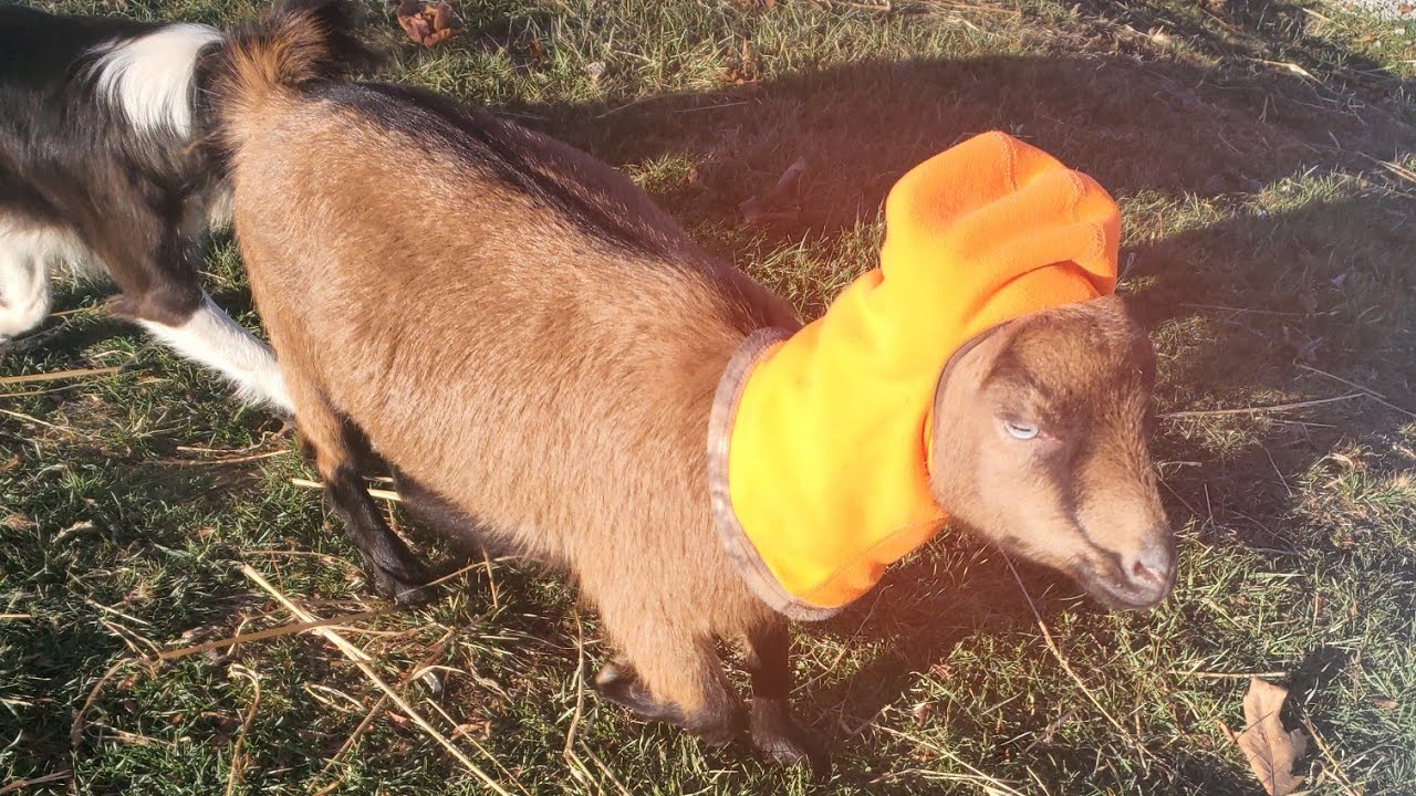 Training calves to a single hot wire... + What is "rewilding"?