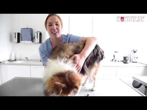 Video: Ormepiller Til Hunde - Hvordan Man Giver Den Rigtige Medicin