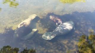 Manatee Mother's Day 2024