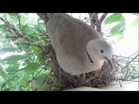 Collared dove - with 2 chicks in nest