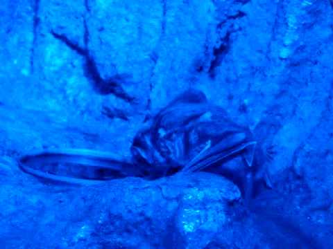 Vampire bats feeding