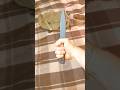SRK USA ORIGINALL! I'm in love with a knife so I have to marry it....
