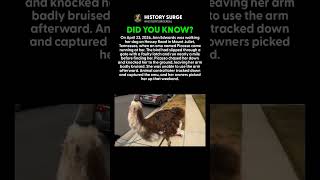 AN ESCAPED EMU NAMED PICASSO CHASED HER DOWN AND KNOCKED HER OVER