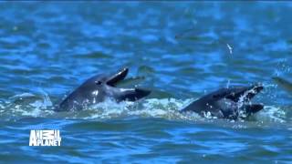 Dolphins: Spy In The Pod   Coming to Animal Planet
