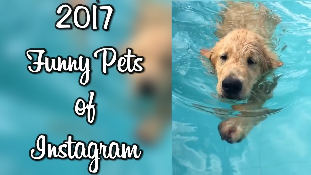 Funny Pets of Instagram 2017 Popular Videos YouTube