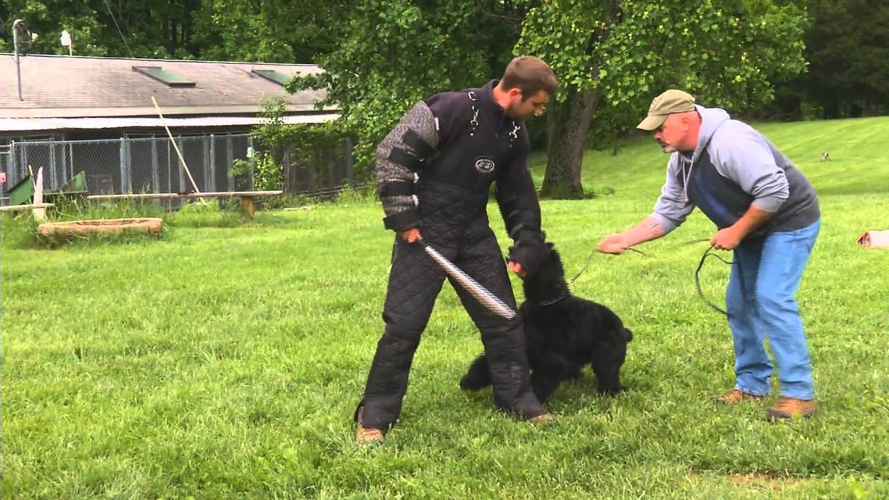 giant schnauzer guarding