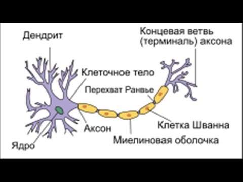10 интересных фактов. Человеческий мозг содержит более 100 миллиардов нейронов, которые помогаю....