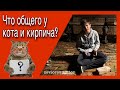 Александр Невзоров младший выясняет что общего у котиков с кирпичами.