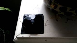 Ants confused by new object in there path