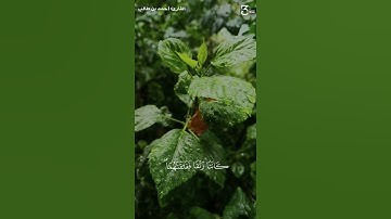 ﴿وَجَعَلنا مِنَ الماءِ كُلَّ شَيءٍ حَيٍّ﴾ || القارئ: أحمد بن طالب🤗