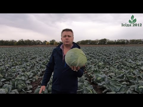 Найкраща капуста для переробки Вестрі F1 (Vestri F1) від компанії Seminis