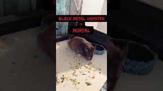 Black Metal Hamster: Solitary Wandering In A Tranquil Hovel