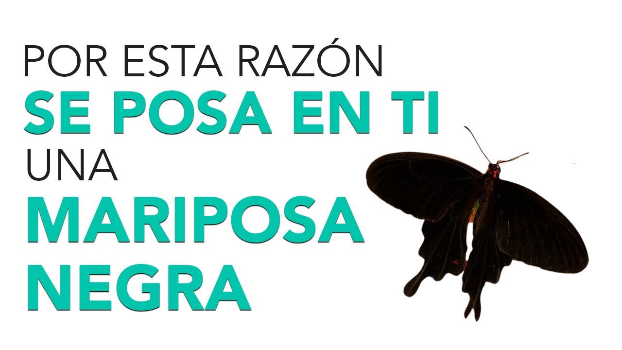 Significado de que UNA MARIPOSA NEGRA SE POSE EN TI ✨
