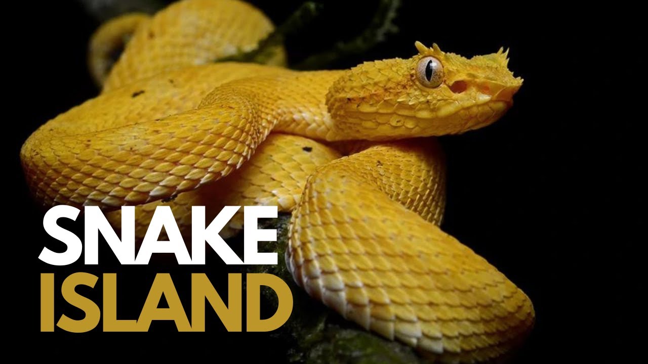 Kifahamu KISIWA CHA NYOKA: Kinatisha! Kifo Nje Nje, Hutakiwi kukisogelea kabisa, Nyoka watakumaliza