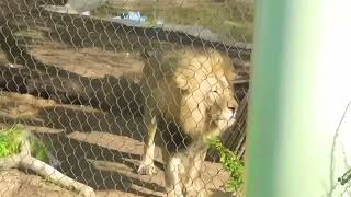 African Lion Roaring at San Diego Zoo January 2023
