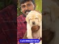 அழகான PUPPIES For Sales | Delivery Available | Puppy's Price List | Namma MKG | #shorts