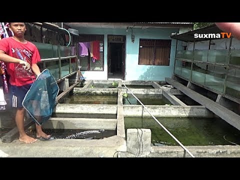 INI DIA TEMPAT  PENJUALAN  IKAN HIAS MURAH DI  JAKARTA  TIMUR 