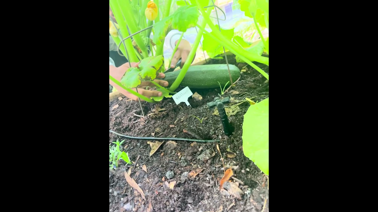 When and how to pick a zucchini!! 2023