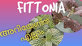 Fittonia plant care in malayalam | varieties | propagation methods A to Z | nerve plant |English sub