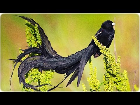 САМЫЕ РЕДКИЕ И УДИВИТЕЛЬНЫЕ ПТИЦЫ