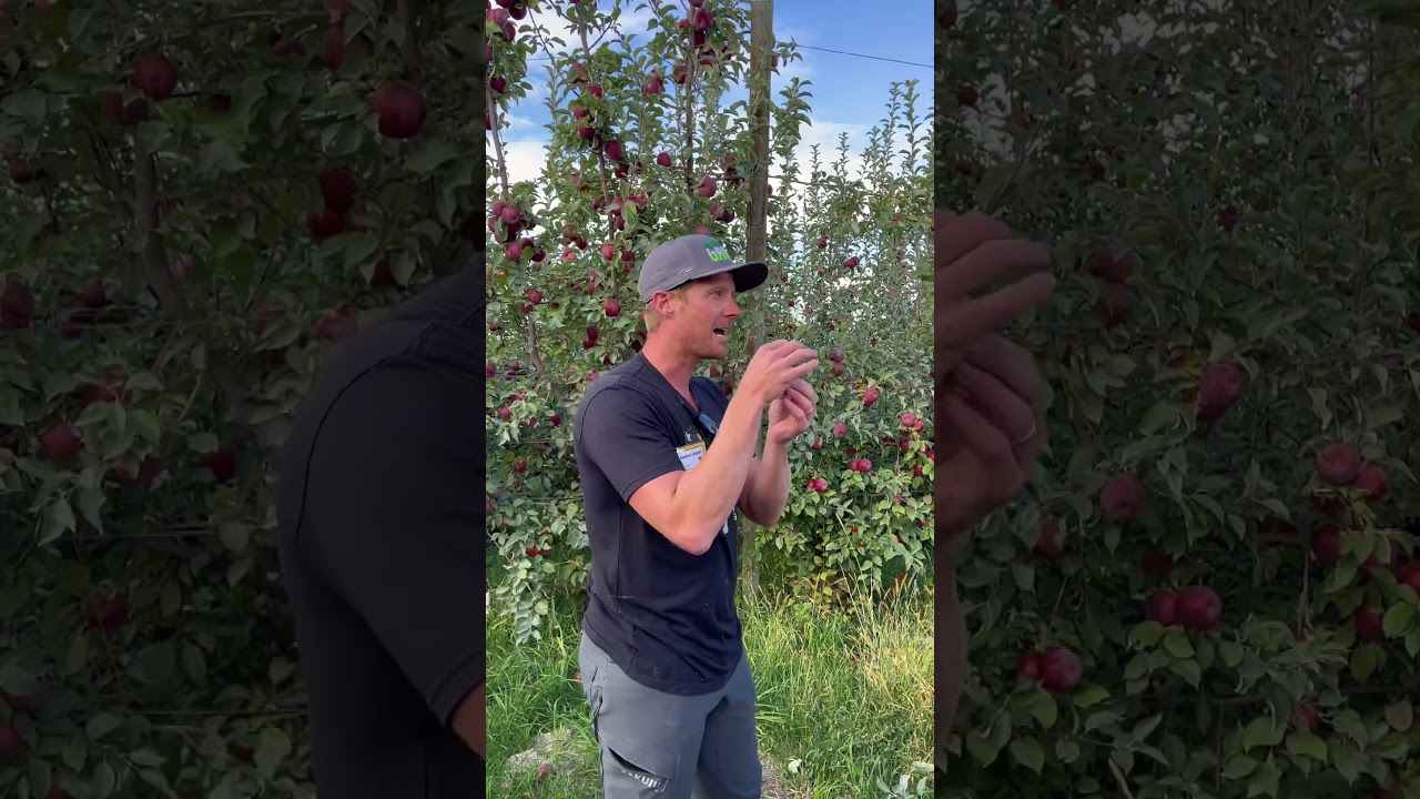 Farm Friday - Grafting SugarBee&reg; Apple Trees with 5th Generation Grower Hawkins Gebbers