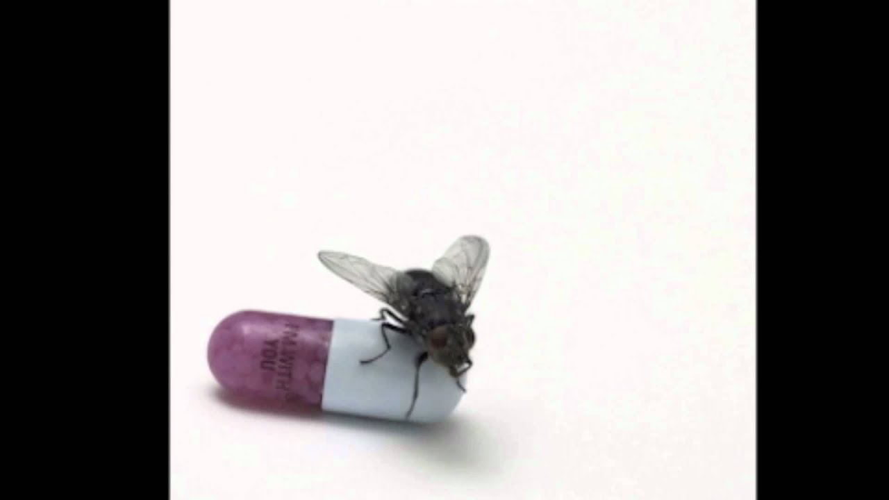 Red Hot Chili Peppers Brendan's Death Song [HQ] YouTube