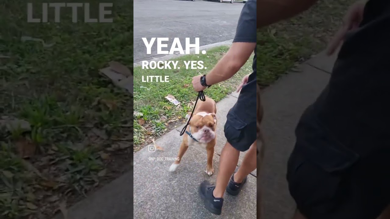 Aussie Bulldog leash reactivity solutions