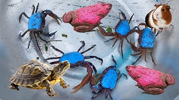 Bé gạo tv lái công nông khám phá các con vật trong quả trứng, con cua, con rùa, cua ẩn sĩ, con ếch