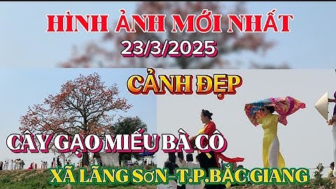 Đường đến cây Gạo cô đơn ,đẹp nhất Bắc Giang