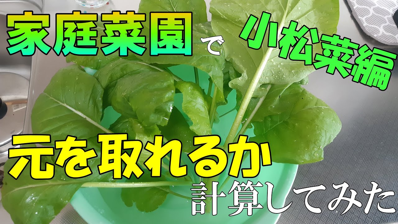 百均 家庭菜園はお得なのか計算してみた 小松菜編 自作スリット鉢 Are You Making Money In The Vegetable Garden Youtube