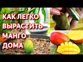 Как вырастить манго из косточки в домашних условиях. Простые способы выращивания манго дома.