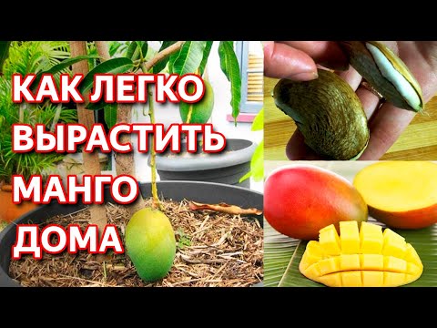 Как ухаживать за манго из косточки в домашних условиях