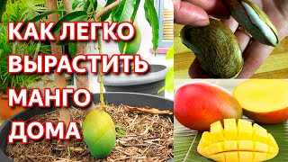 Как вырастить манго из косточки в домашних условиях. Простые способы выращивания манго дома.