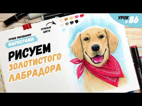 Как нарисовать собаку породы золотистый лабрадор ретривер? / Видео-урок по рисованию маркерами #86