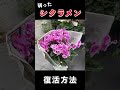 弱ったシクラメンの復活方法☆#shorts