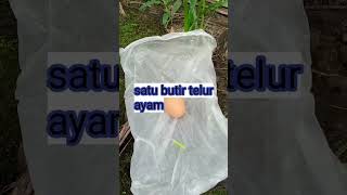 bahan membuat umpan pelet ,ikan langsung kepelet