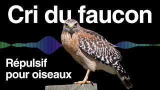 Cris de faucon pour repousser les oiseaux | Pigeons, étourneaux et corbeaux