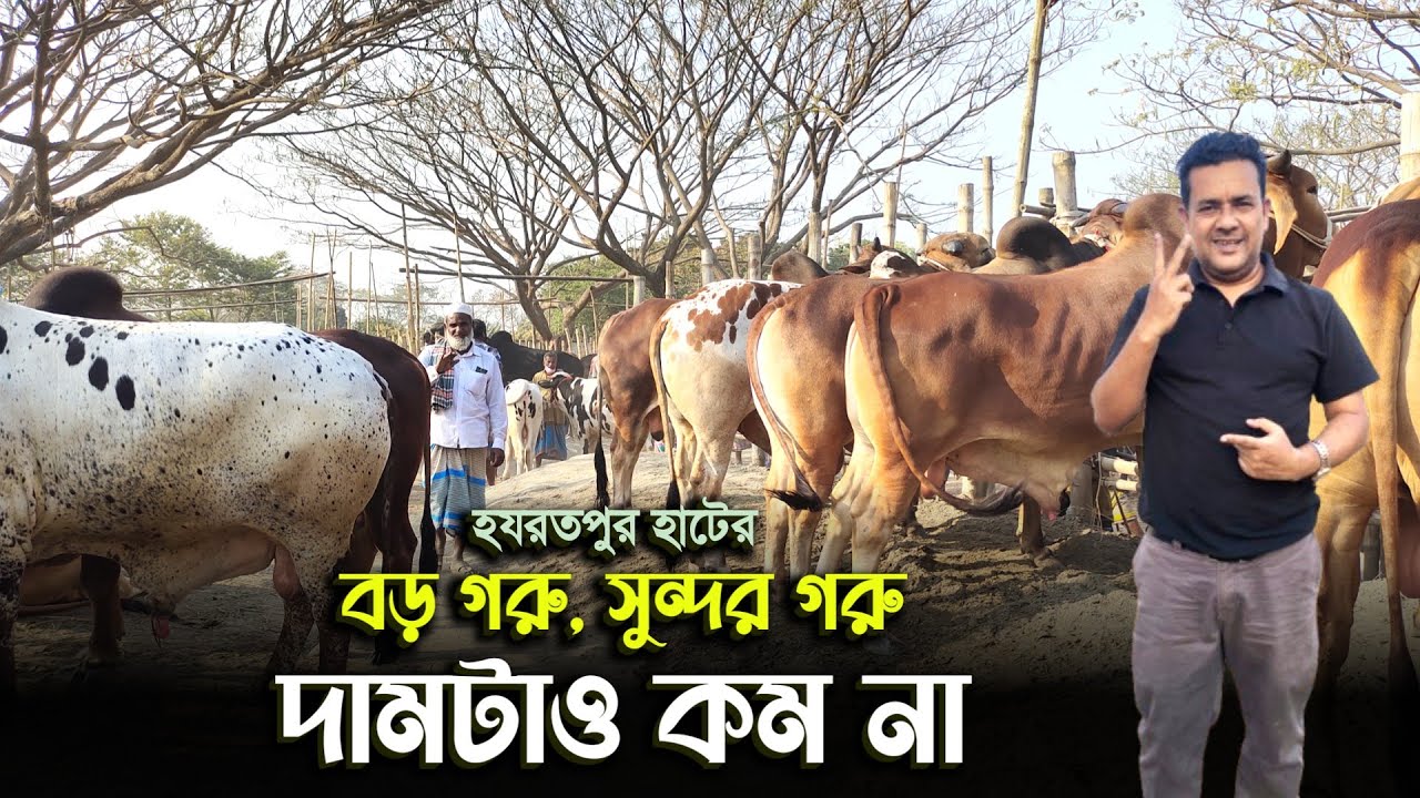 রমজানে কোরবানির উপযোগী বড় ও সুন্দর গরুর কাস্টমার কম দামটাও চড়া! Hazratpur Haat 2026