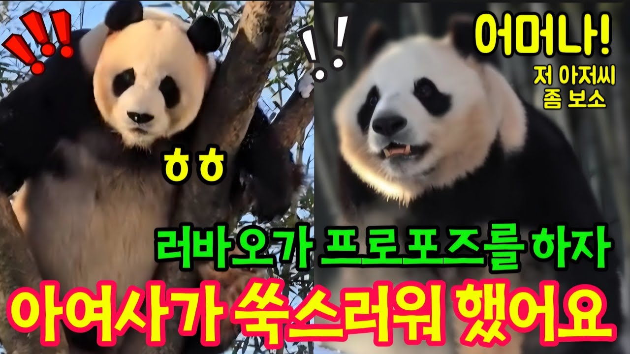 에버랜드 판다월드 💢 2월4일 세상에나 러스타가 프로포즈를 하자 아여사님 쑥스러워 도망쳤어요 