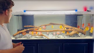 Aquascaping A 180 Gallon Discus Aquarium Adding Giant Driftwood