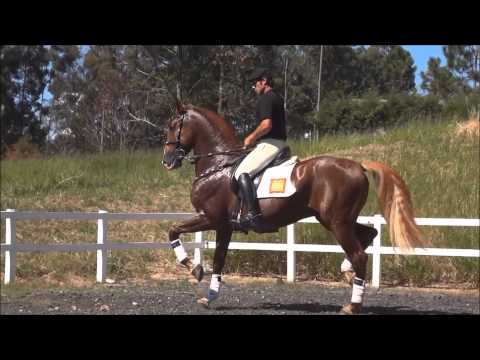 Vídeo: Raça Cavalo Lusitano Hipoalergênico, Saúde E Vida Útil