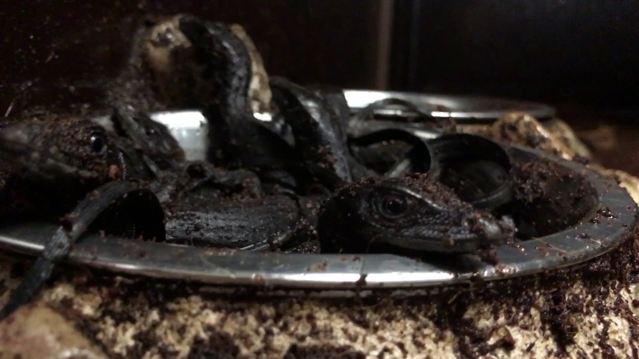 caiman lizard pet Baby water monitors sleeping in water bowl