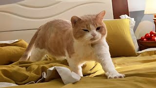Funniest Cats Videos 2025 😼 Try Not To Laugh 😹 Part 30