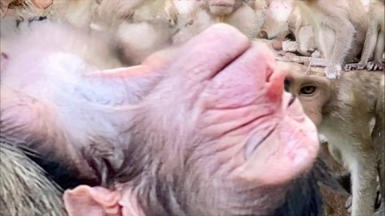 Monkeys happening now