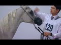 14th Qatar National Arabian Horse Show for Individual Owners (Day2)