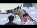 14th Qatar National Arabian Horse Show for Individual Owners (Day2)